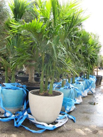 שלישיית דקל טבעות בכד