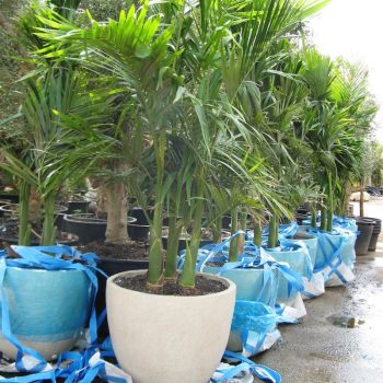 שלישיית דקל טבעות בכד