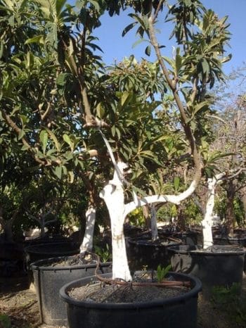 עץ שסק בוגר - עצי פרי בוגרים למכירה | הדר נוי משתלות