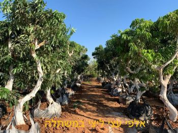 תמונת רקע עצי ליצי