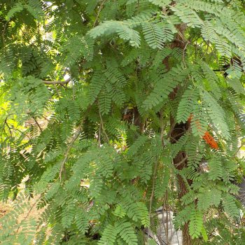 תמר_הינדי_עלים